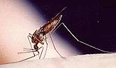 News Picture: Mosquito-Borne Chikungunya Virus May Be Headed for U.S.