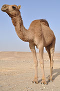 News Picture: MERS Virus Found in Air in Camel Barn
