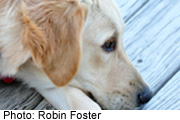 News Picture: Golden Retriever Study Sniffs for Cancer Clues