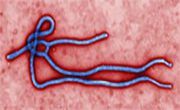 News Picture: CDC Confirms First Patient Diagnosed With Ebola in United States
