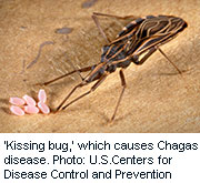 News Picture: 'Kissing Bug' Now Spreading Tropical Disease in U.S.