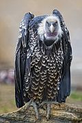 News Picture: Study Uncovers Vultures' Gastronomical Secrets